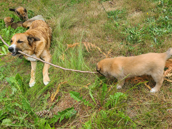chinook dog